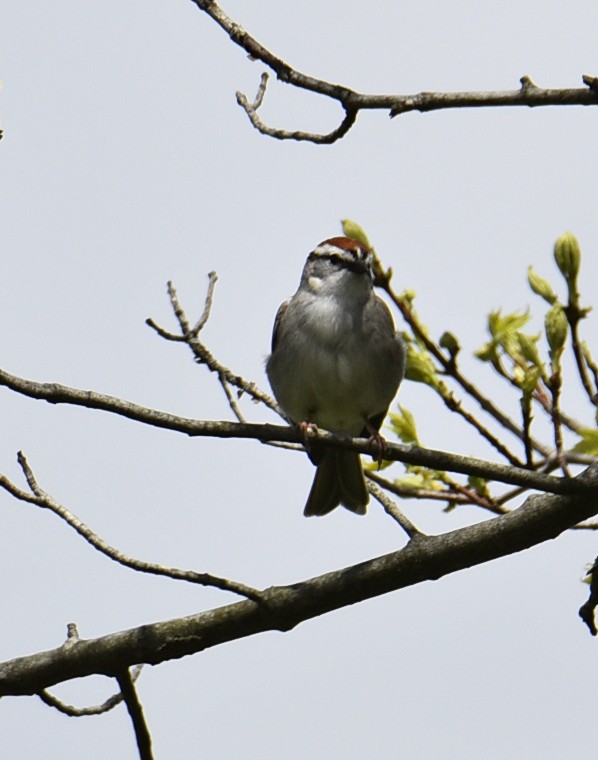 Chipping Sparrow - ML157314461