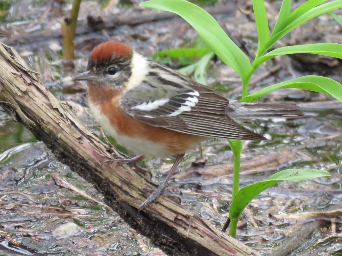 Bay-breasted Warbler - ML157314721