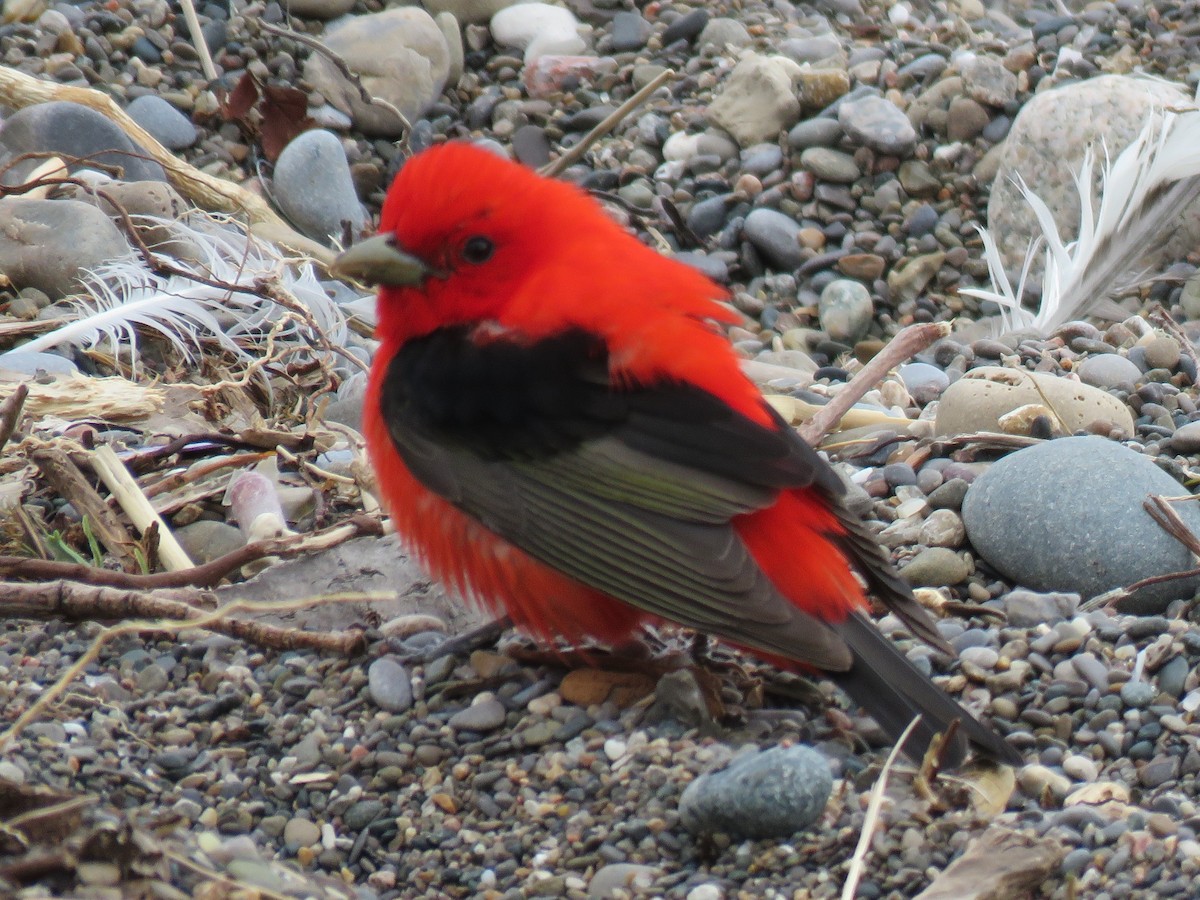 Scarlet Tanager - ML157314831