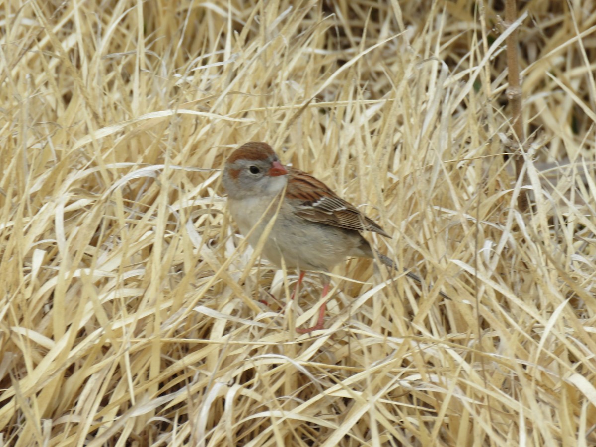 Field Sparrow - ML157314961