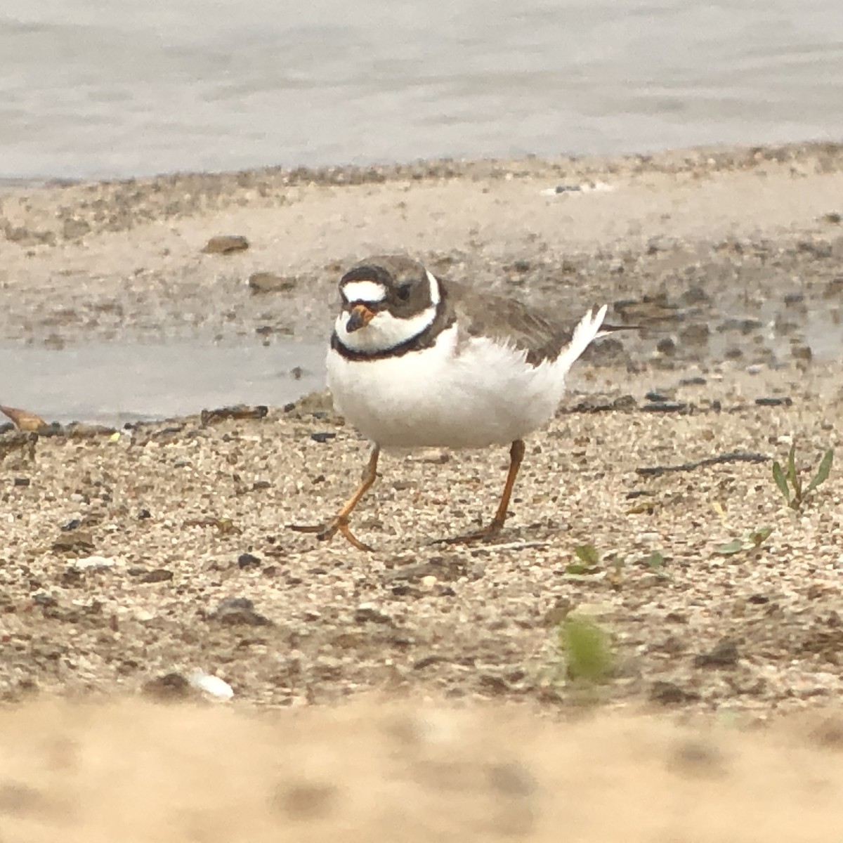 Semipalmated Plover - Diane Roberts