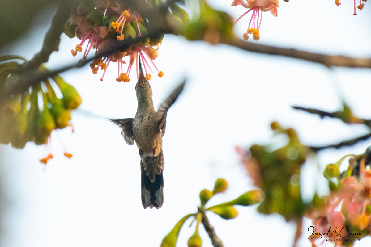 Scaly-breasted Hummingbird - Suzie McCann