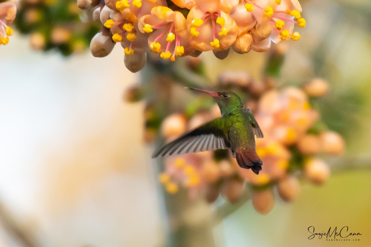 Rufous-tailed Hummingbird - Suzie McCann