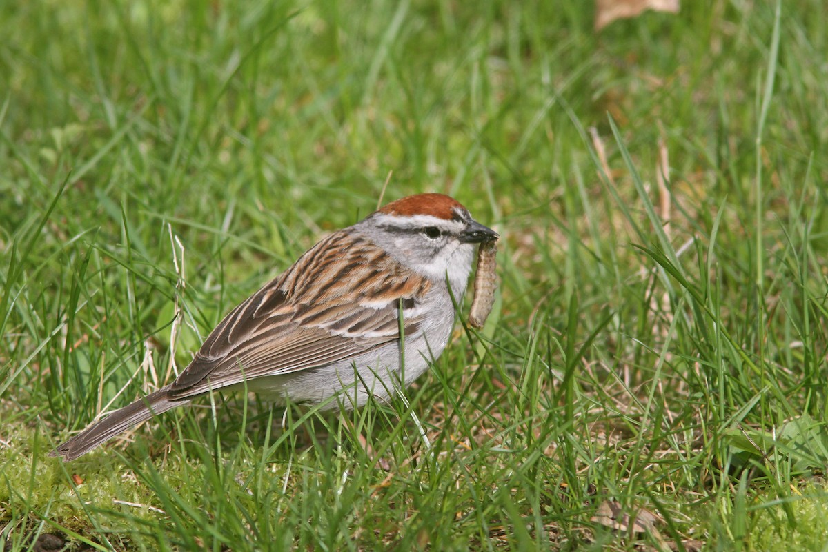 Chipping Sparrow - Larry Therrien