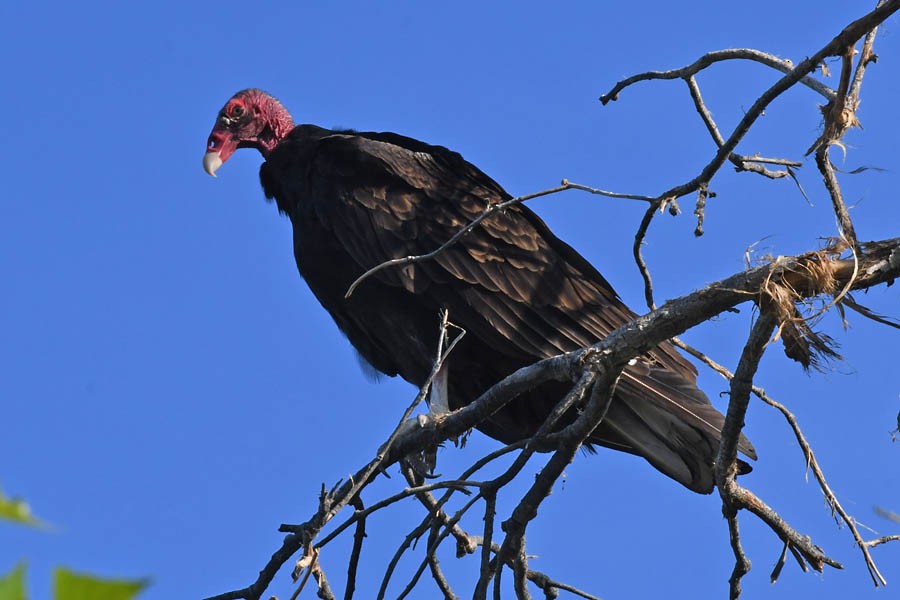 Turkey Vulture - Troy Hibbitts
