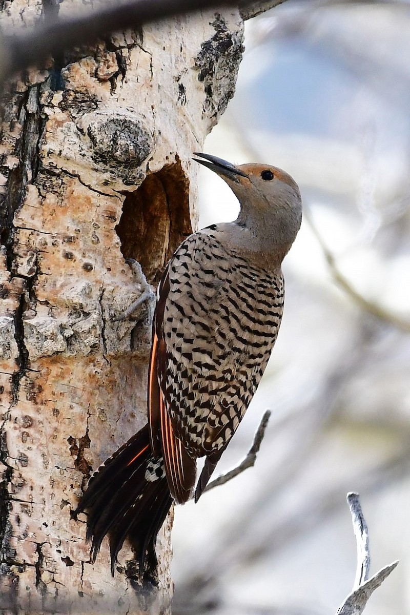 Northern Flicker (Red-shafted) - Sia McGown