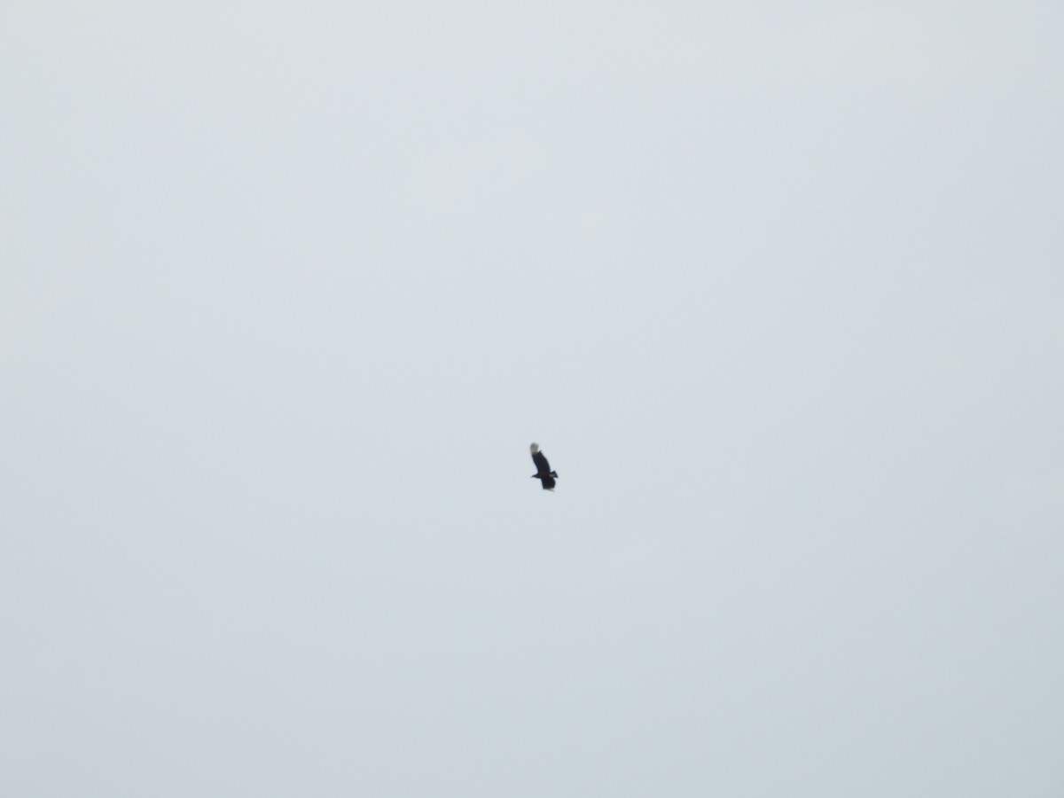 Black Vulture - ML157326271