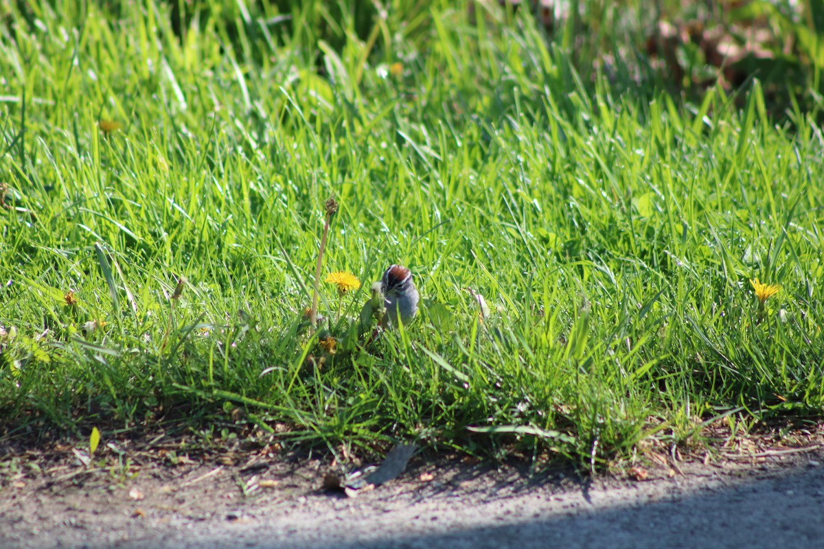 Chipping Sparrow - Ben Leff