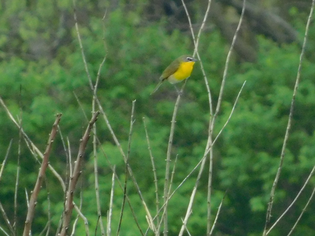 Yellow-breasted Chat - ML157327261