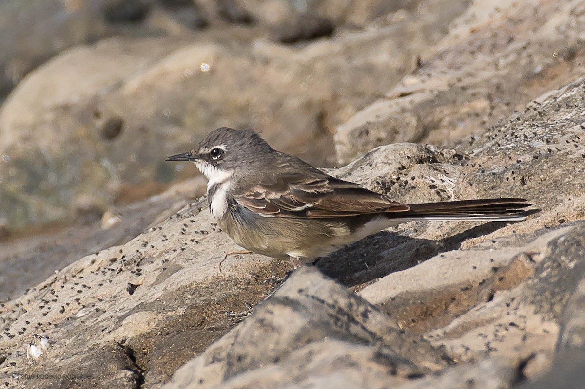Cape Wagtail - ML157327931