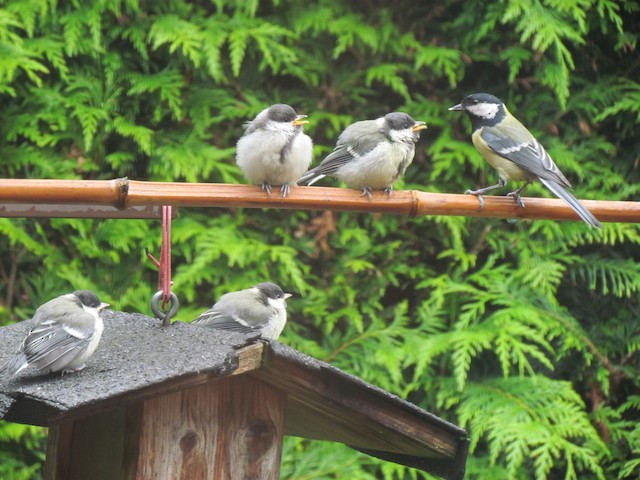 Adult feeding begging fledglings. - Great Tit - 