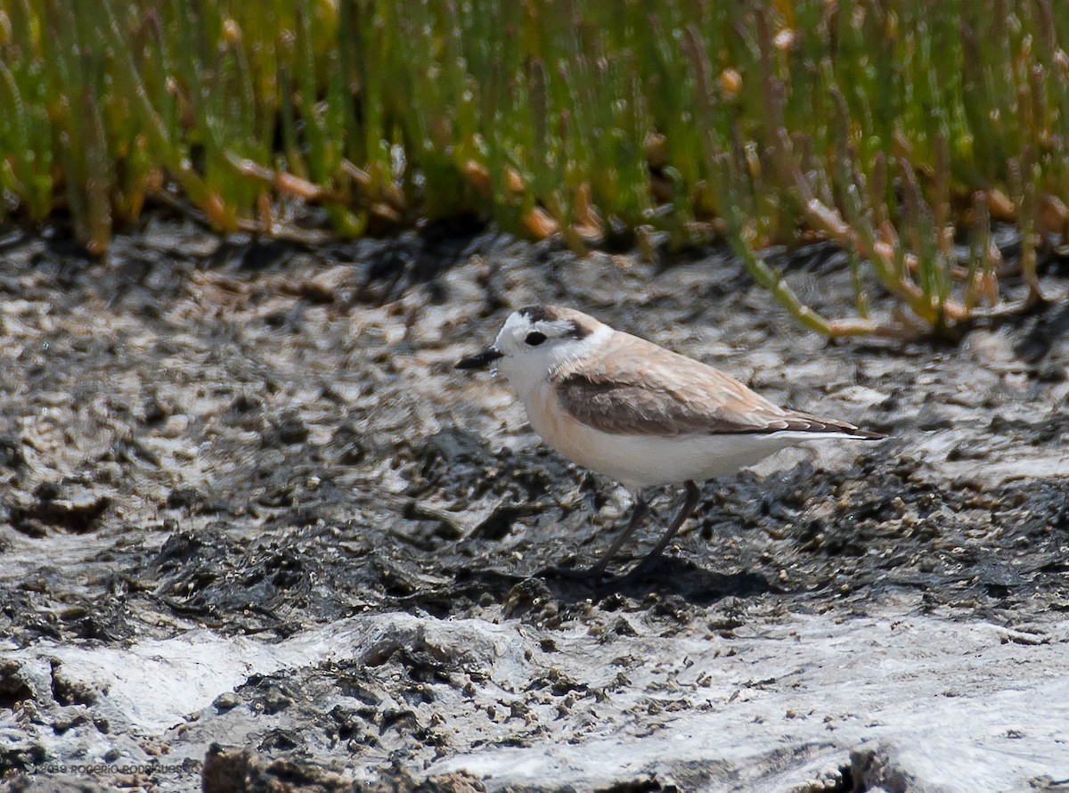 White-fronted Plover - ML157329301