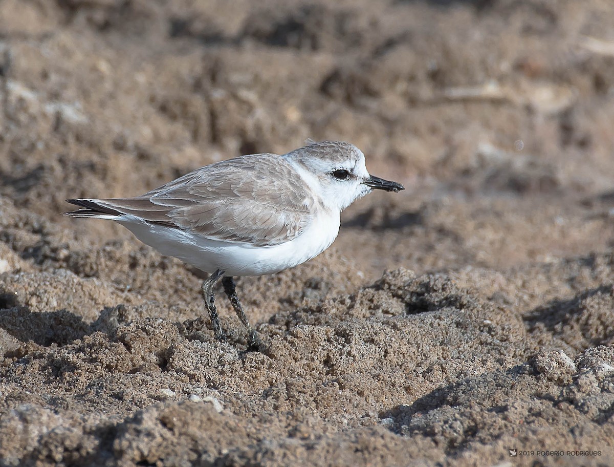 White-fronted Plover - ML157329341