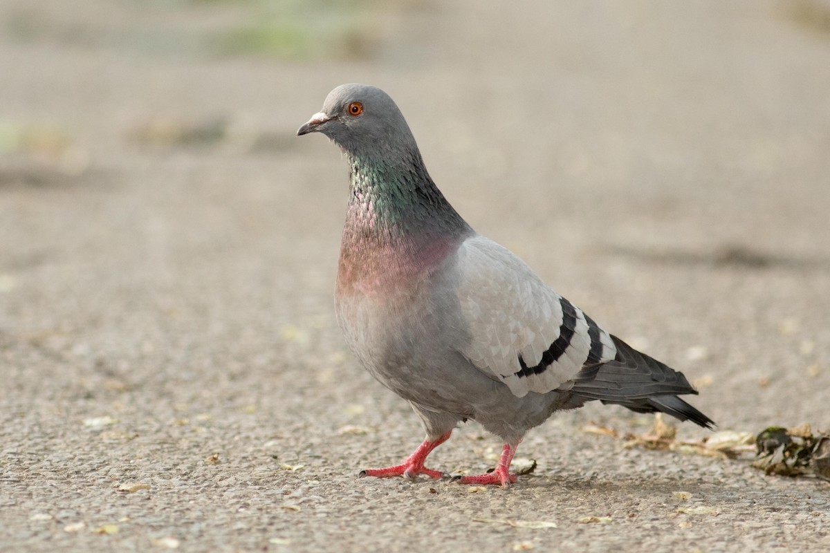 Rock Pigeon (Feral Pigeon) - August Davidson-Onsgard