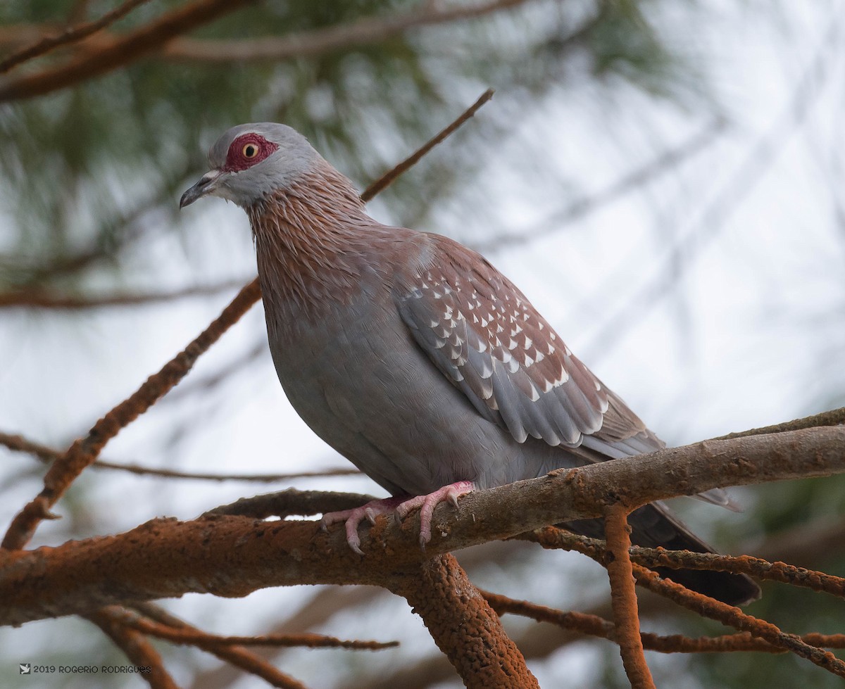 Speckled Pigeon - ML157331671