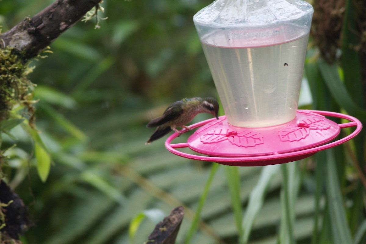 Speckled Hummingbird - Gary Brunvoll
