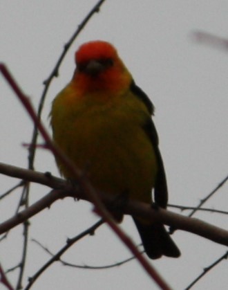 Western Tanager - Cathy Cox