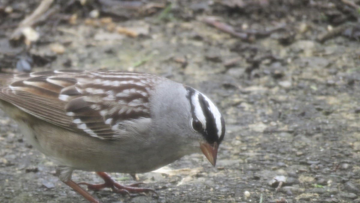 White-crowned Sparrow - Leslie Ferree