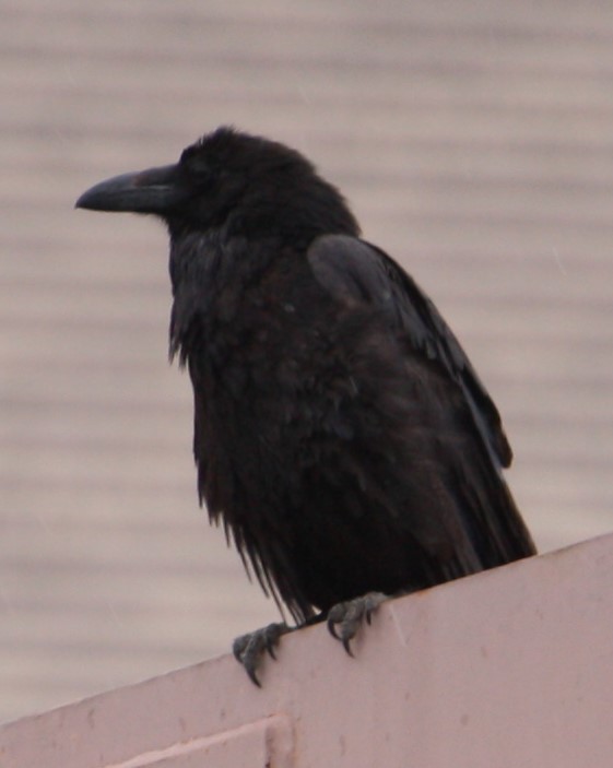 Common Raven - Cathy Cox
