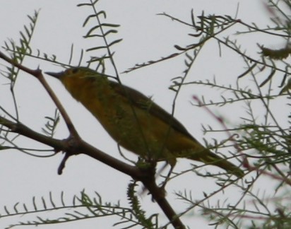 Yellow Warbler - Cathy Cox