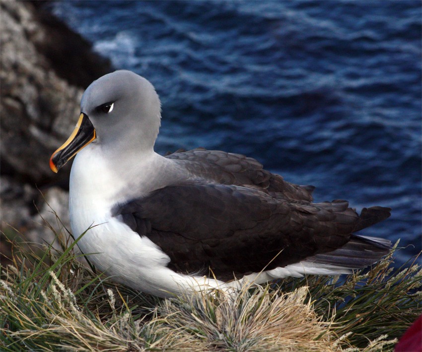 Gray-headed Albatross - ML157336421