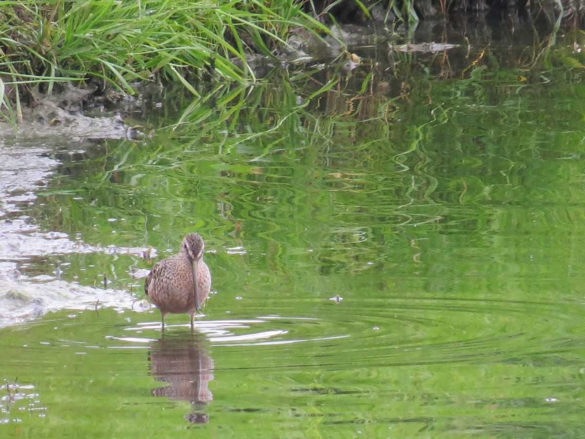 Long-billed Dowitcher - ML157340481