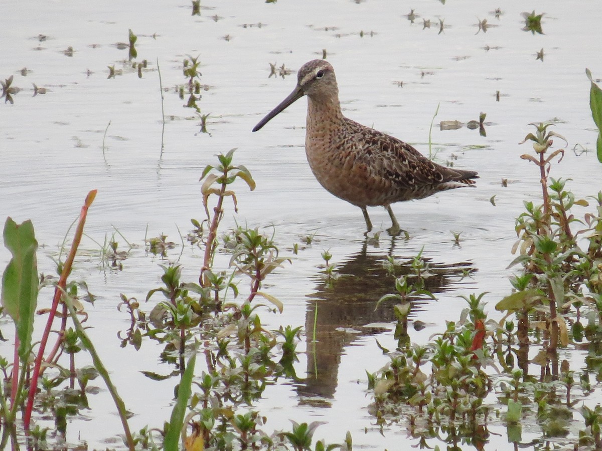 Long-billed Dowitcher - ML157340591