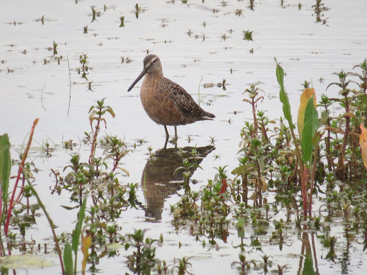 Long-billed Dowitcher - ML157340601