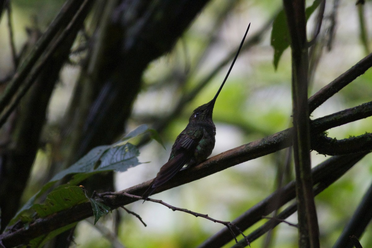 Sword-billed Hummingbird - Gary Brunvoll