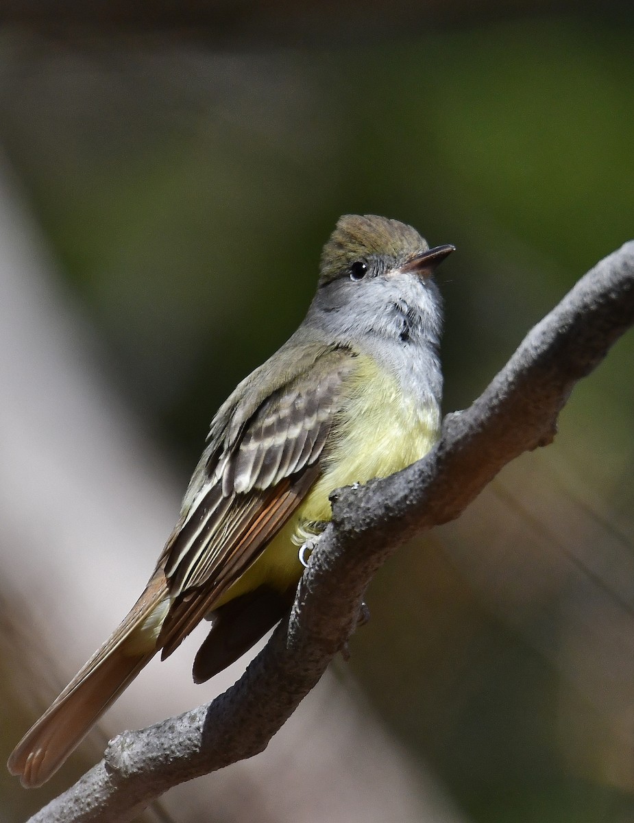 Great Crested Flycatcher - André Lanouette