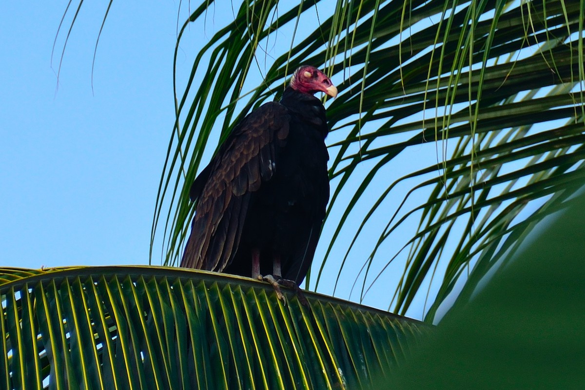 Turkey Vulture - Luis F Garcia