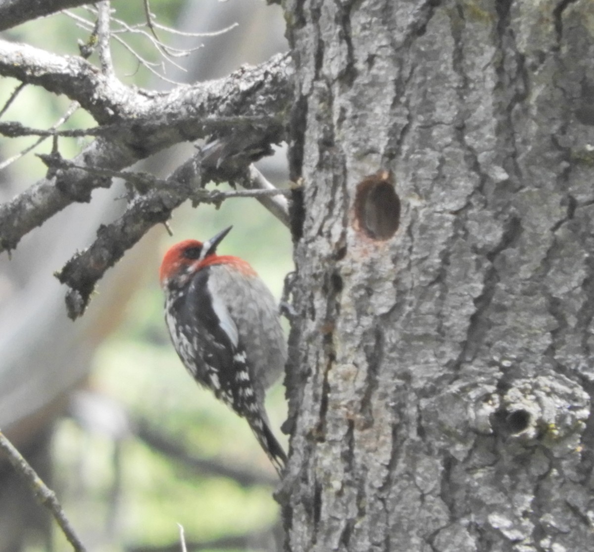 Red-breasted Sapsucker - ML157348531