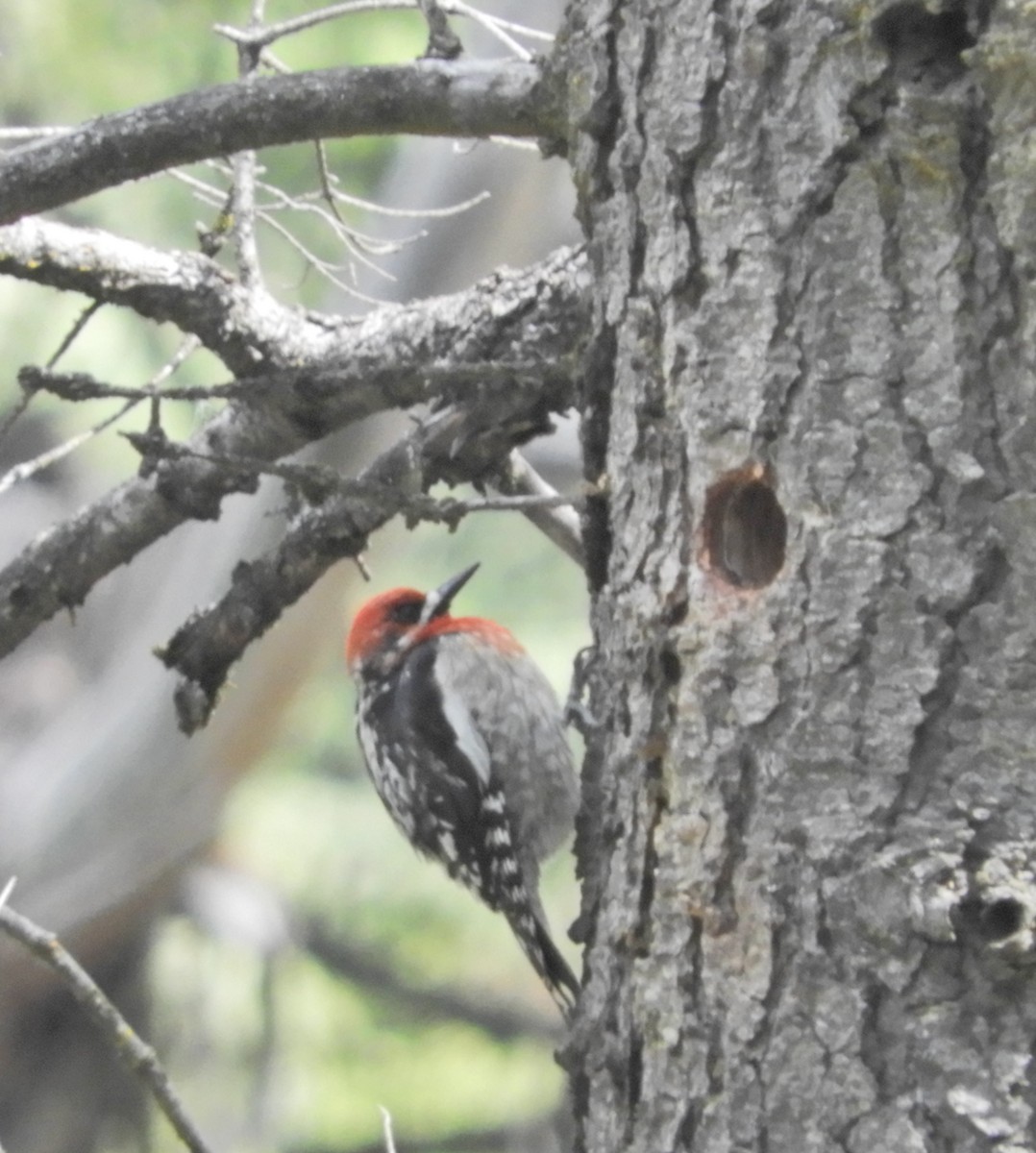 Red-breasted Sapsucker - ML157348551