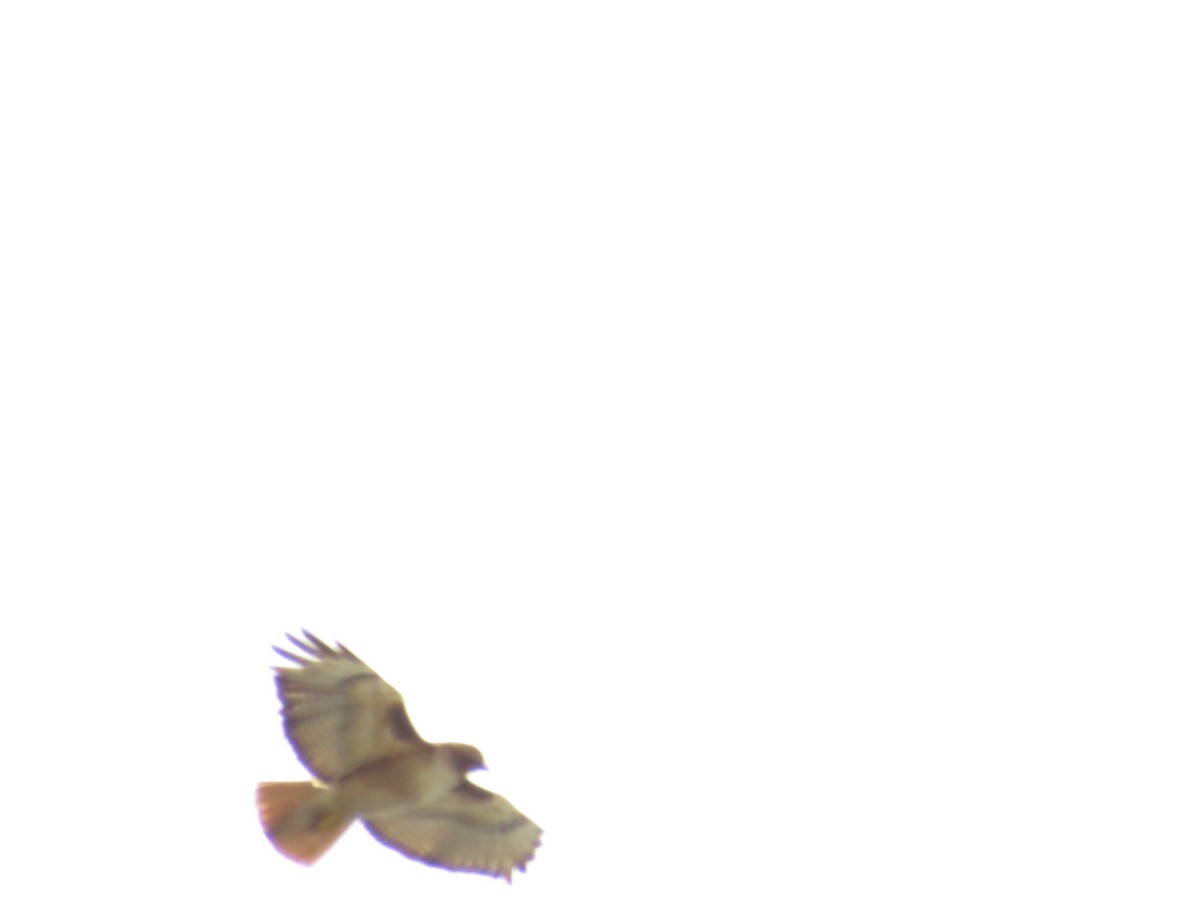 Red-tailed Hawk - Hauns Froehlingsdorf