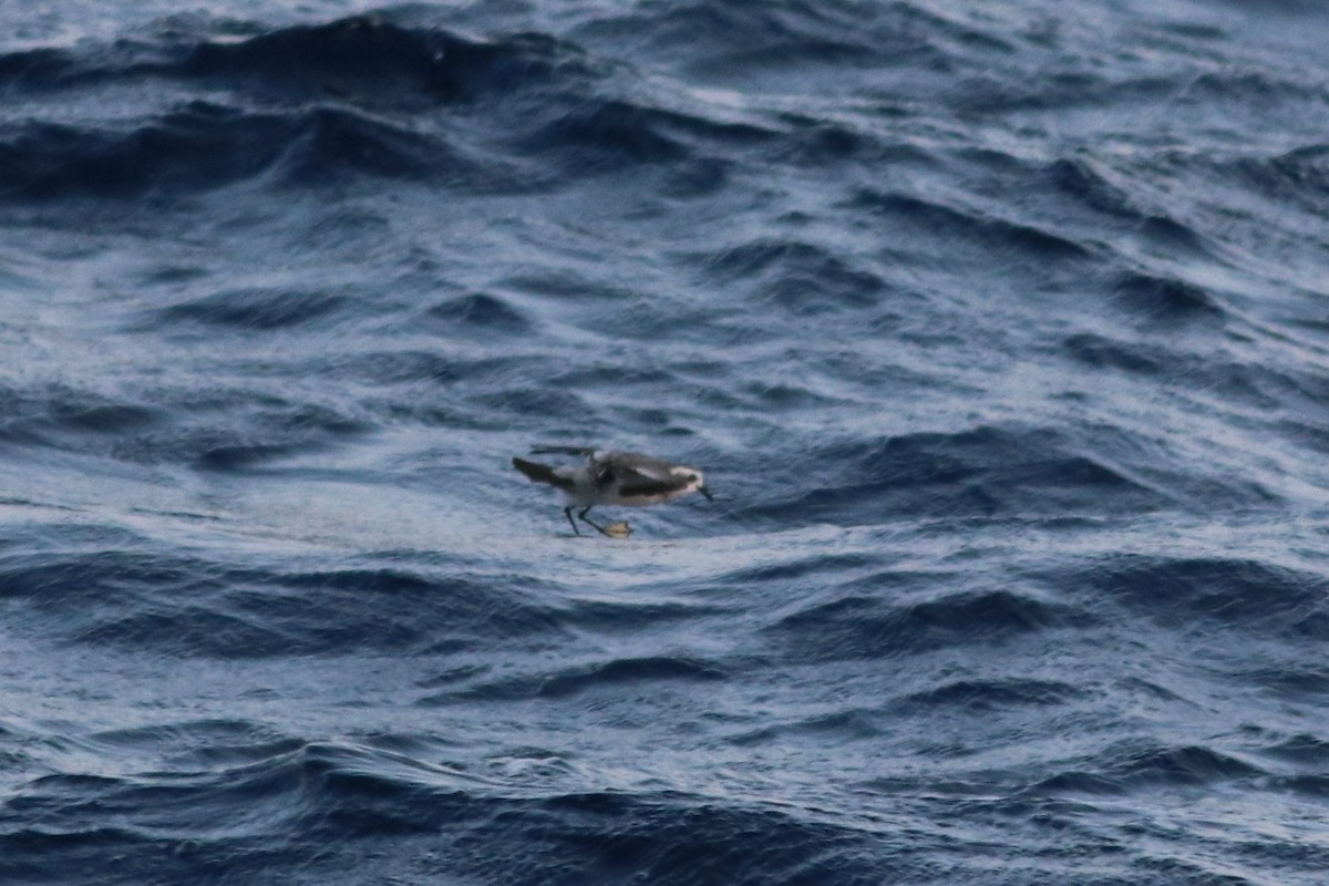 White-faced Storm-Petrel - ML157355551