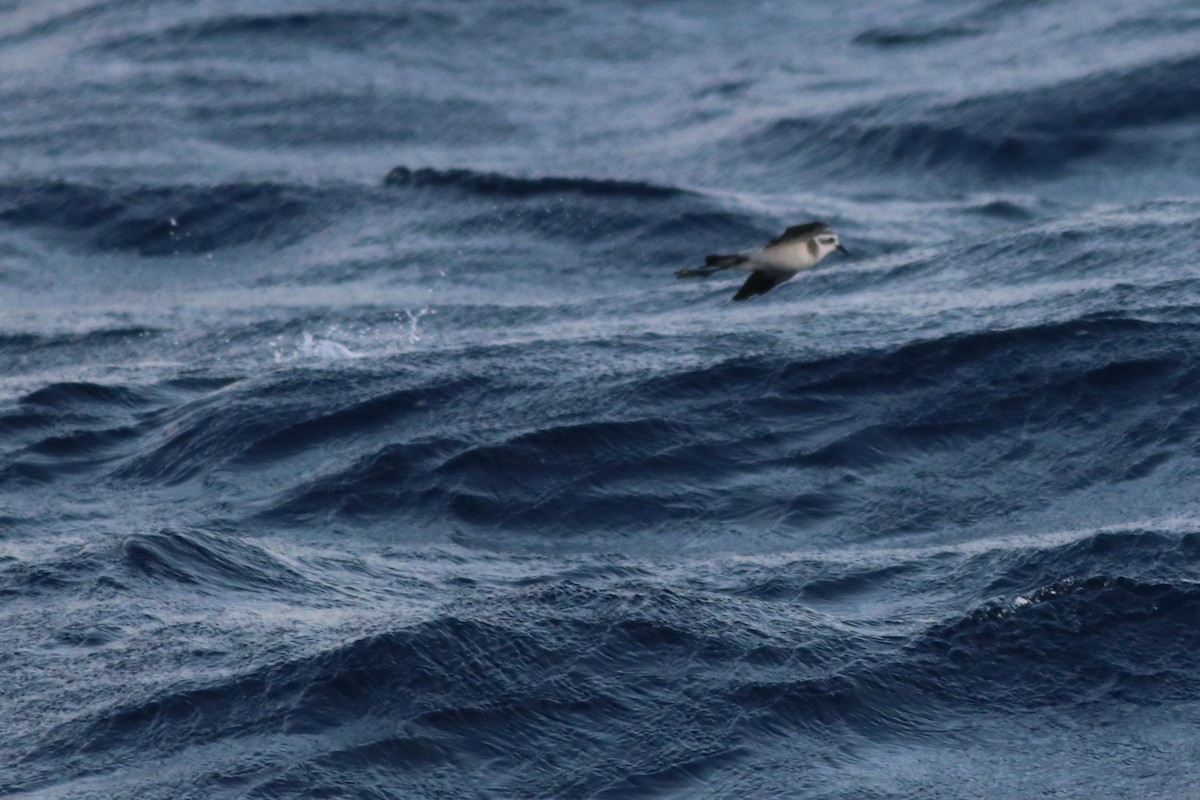 White-faced Storm-Petrel - ML157355581
