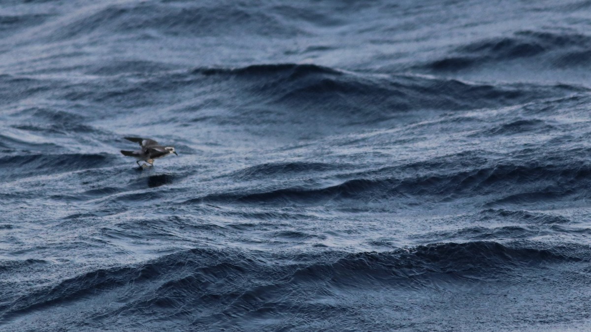 White-faced Storm-Petrel - ML157355591