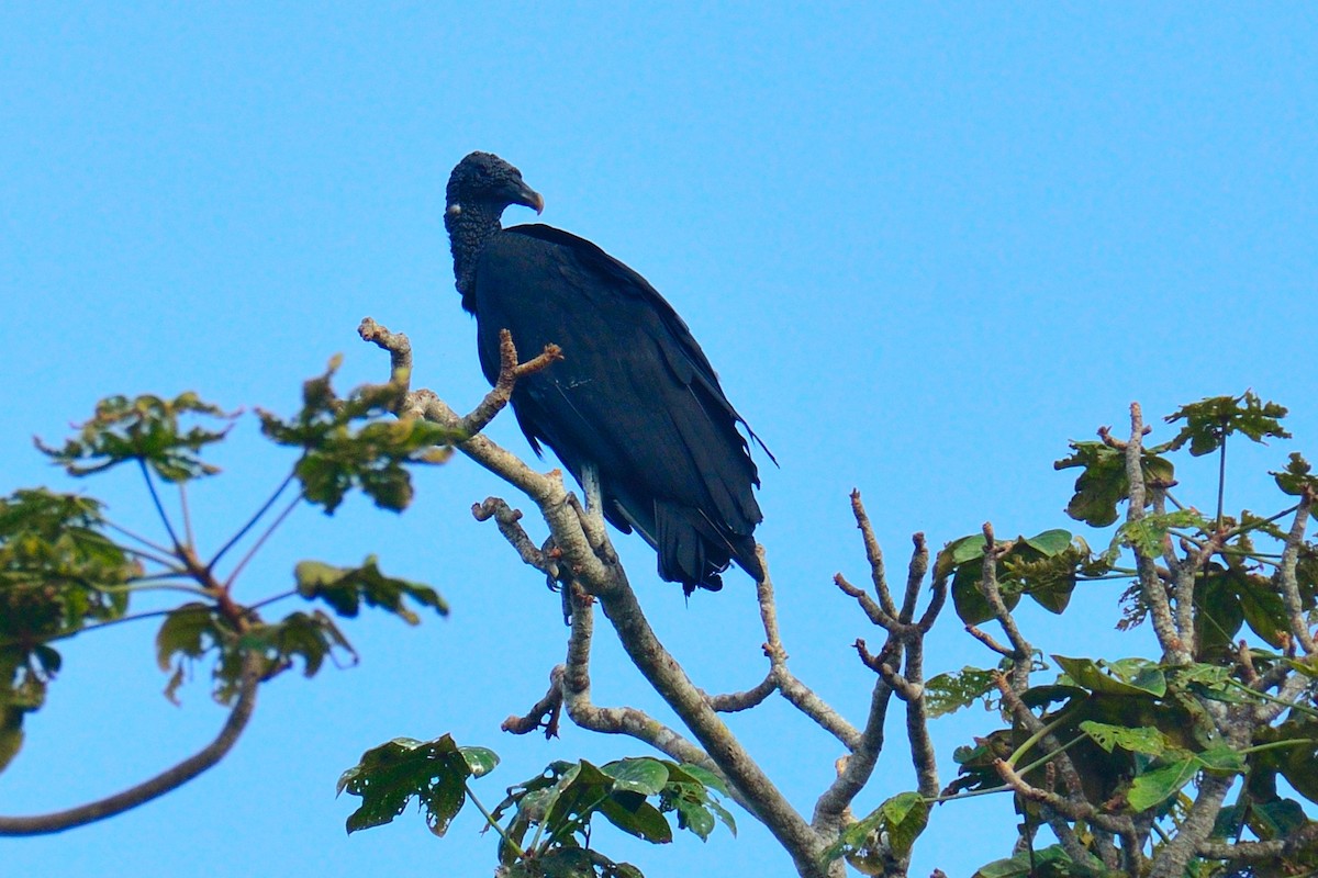 Black Vulture - ML157359401