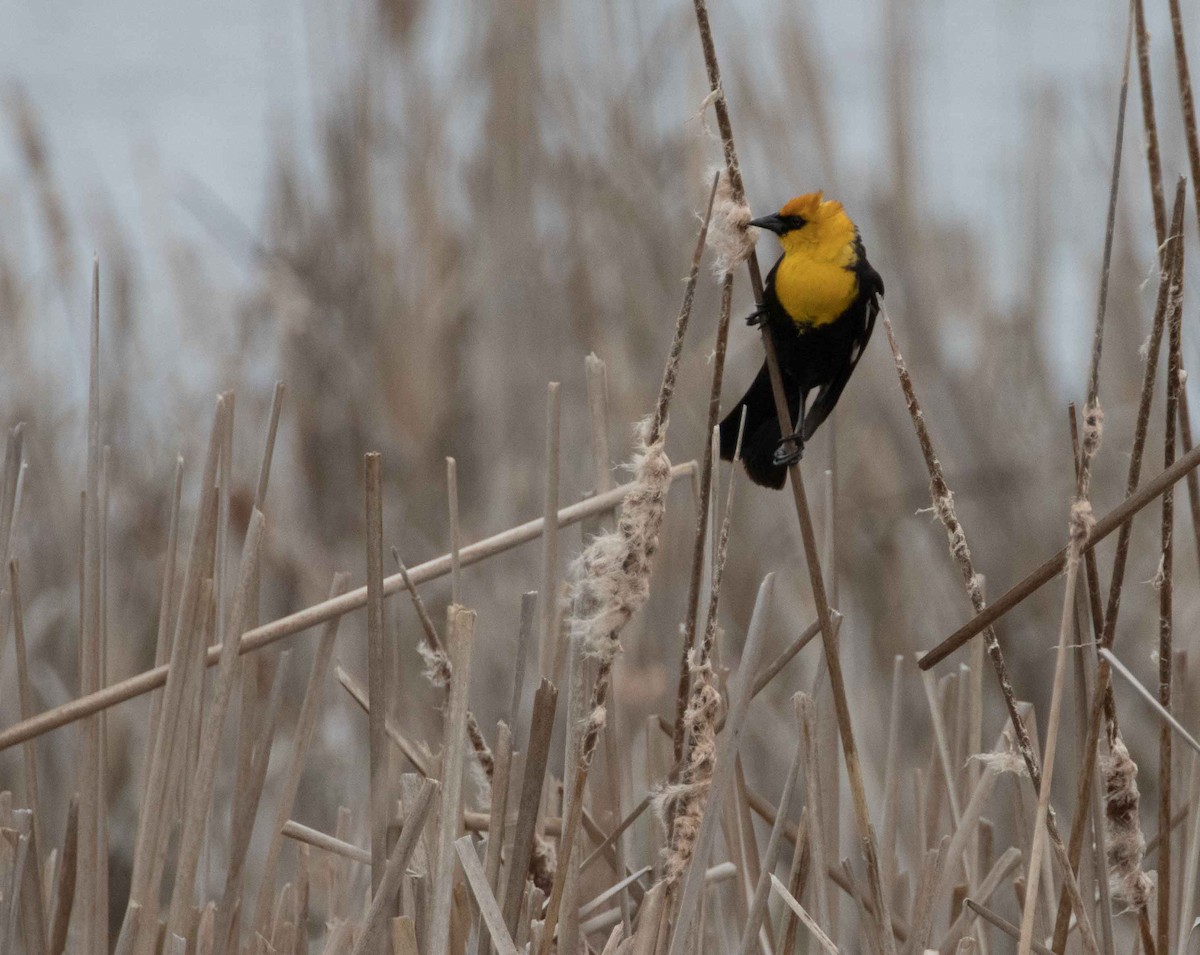 Yellow-headed Blackbird - ML157362471