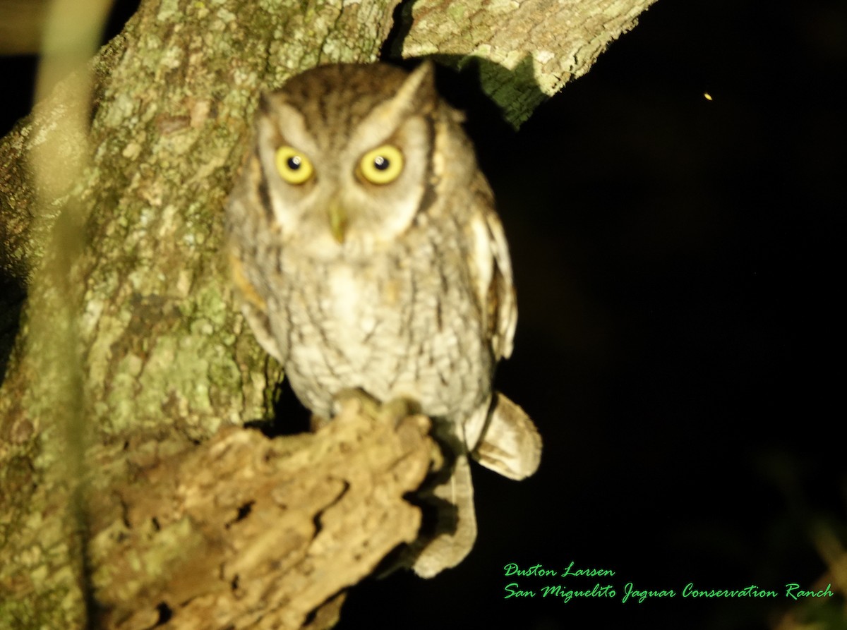 Tropical Screech-Owl - Duston Larsen