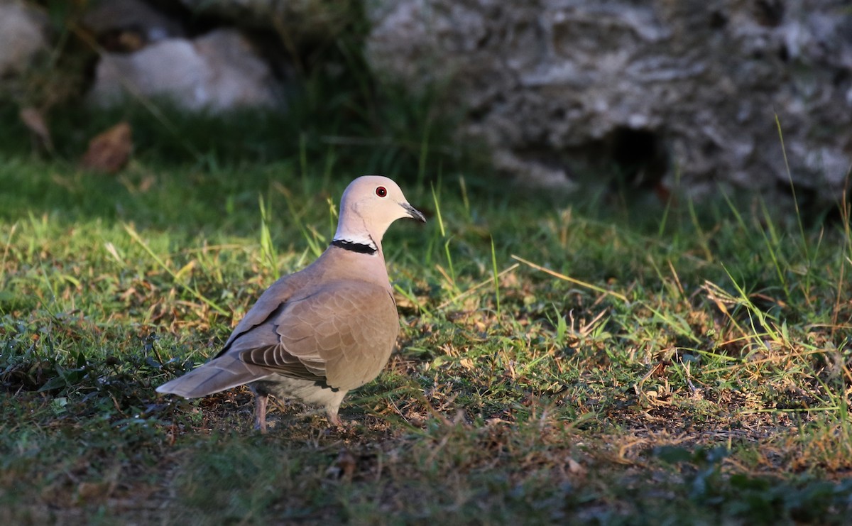Eurasian Collared-Dove - ML157369001