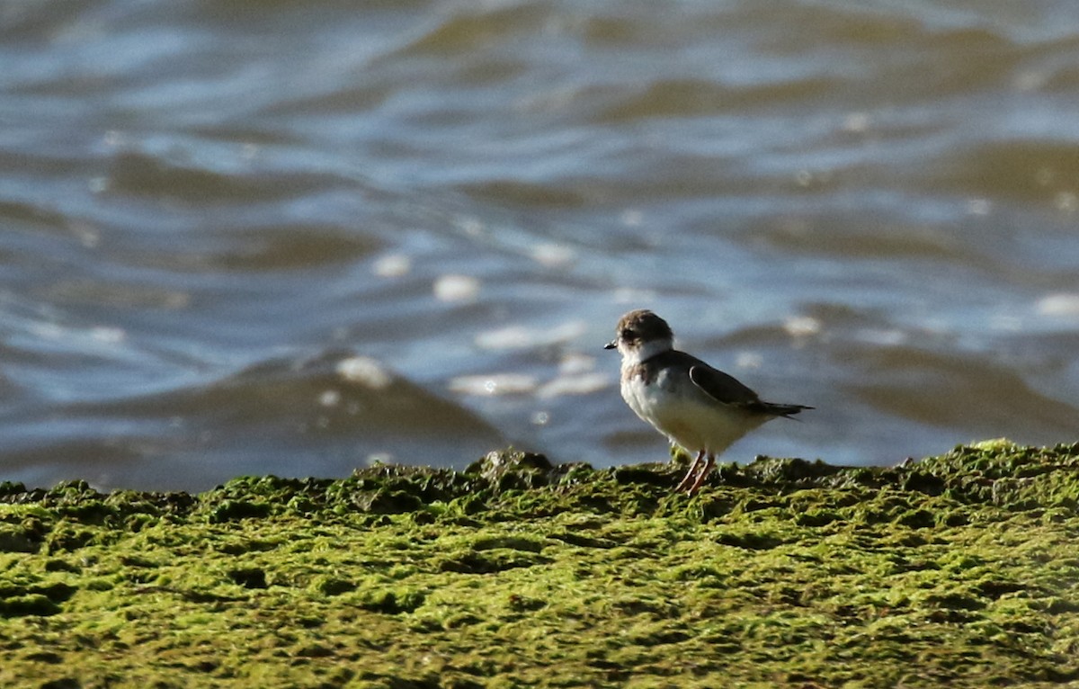 Semipalmated Plover - ML157371171