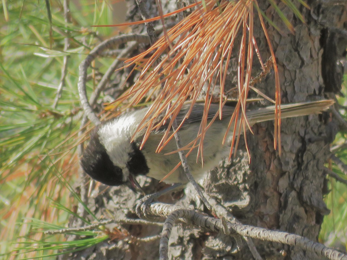 eBird Checklist - 28 Apr 2019 - Coronado NF--Clanton Canyon - 30 species