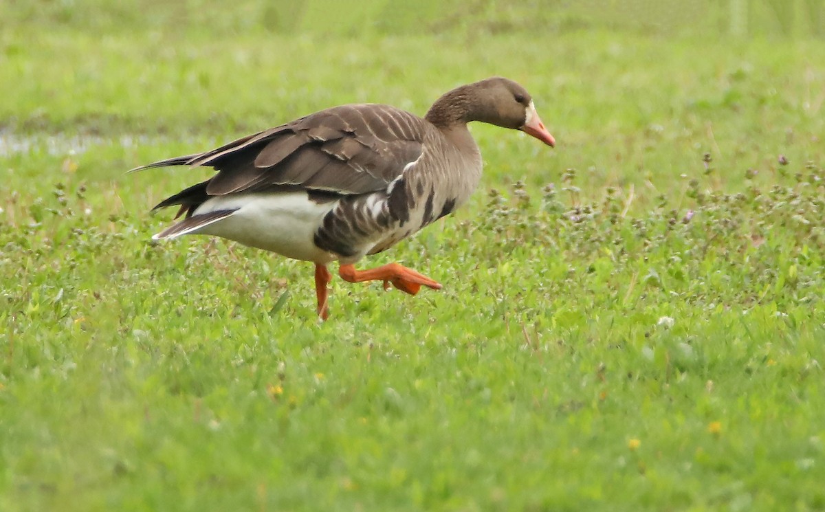 Greater White-fronted Goose - Elizabeth Winter