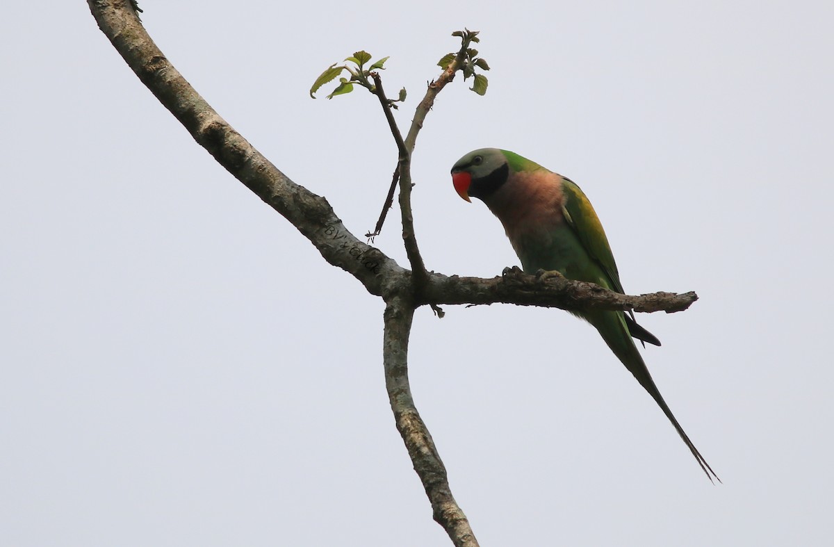 Red-breasted Parakeet - ML157380441
