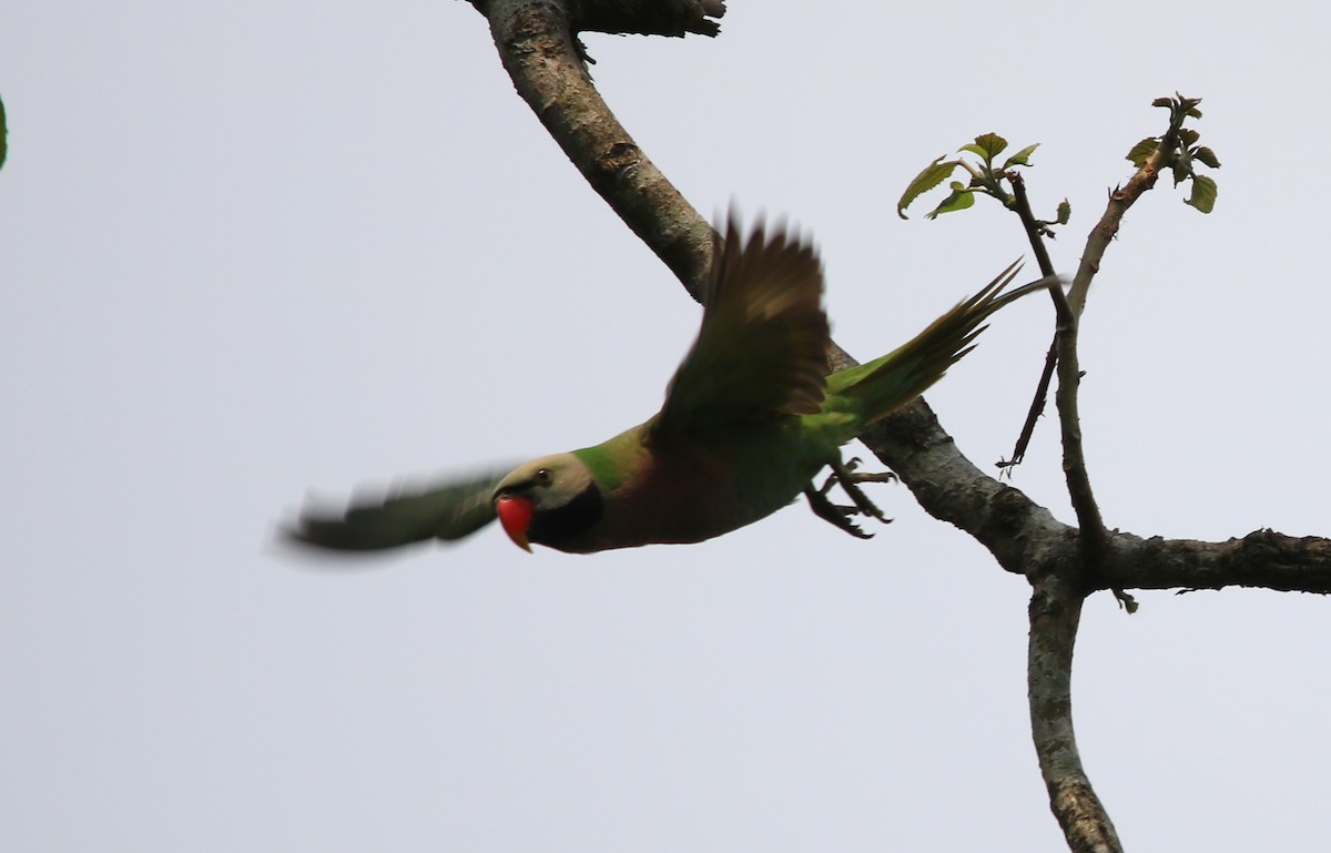 Red-breasted Parakeet - ML157380471