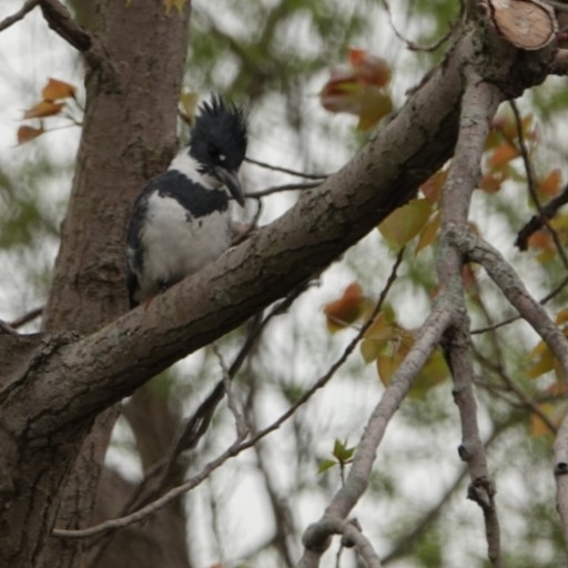 Belted Kingfisher - ML157380701