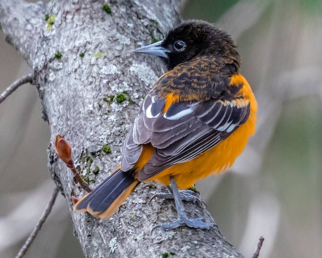 First Alternate male Baltimore Oriole (6 May). - Baltimore Oriole - 