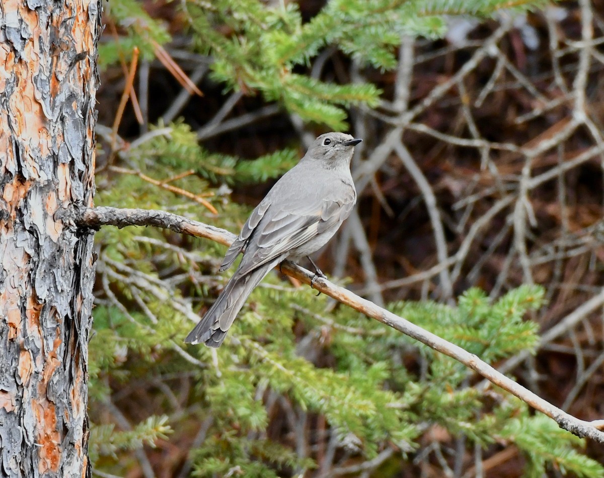 Townsend's Solitaire - ML157385801