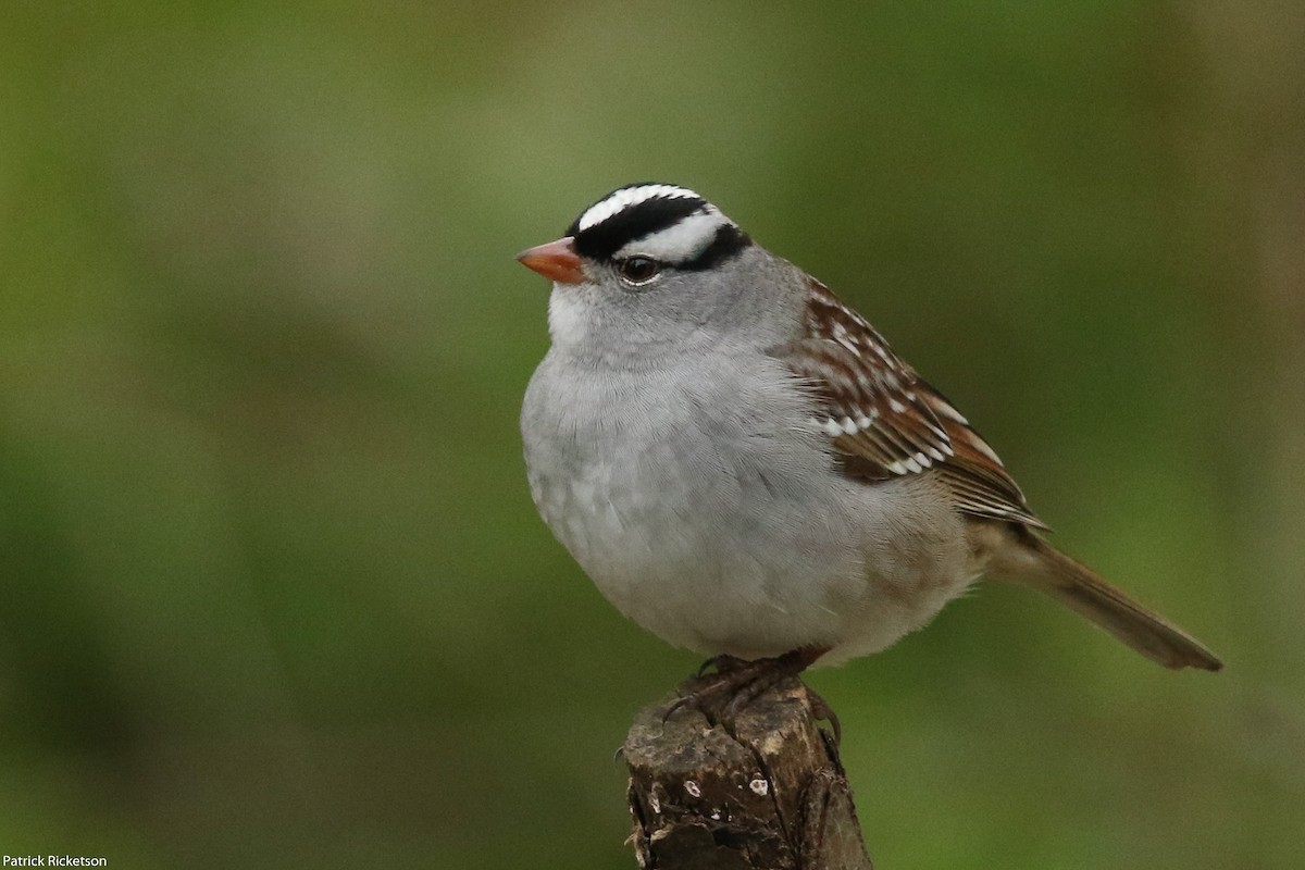 White-crowned Sparrow - ML157399651